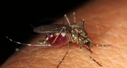 ¿Cómo ahuyentar los mosquitos de la habitación? Prepara un repelente casero con 2 ingredientes de cocina