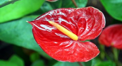 Anturios: 4 ingredientes de cocina serán suficientes para hacer florecer tus plantas todo el año