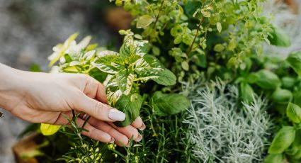 Las mejores plantas medicinales que puedes cultivar en casa para mejorar la circulación sanguínea