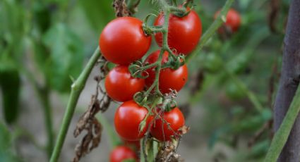 Así puedes usar los restos de pescado como un PODEROSO abono orgánico para tus tomates