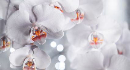 Mejor agua para orquídeas: Usa este líquido para recuperar las plantas sin raíces y deshidratadas