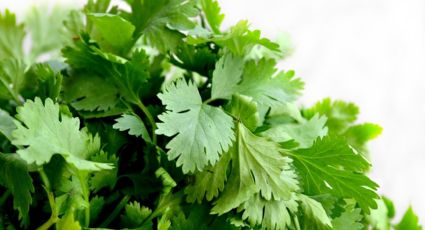 Huerto urbano: El secreto para tener cilantro ilimitado en casa