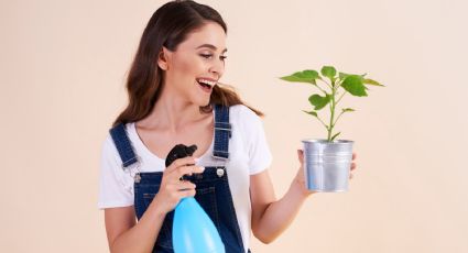 Prepara un abono líquido para tus plantas con una suculenta que seguro tienes en casa