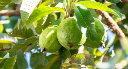 La técnica infalible para que tu árbol de guayaba te dé 5 kilos de esta fruta exótica