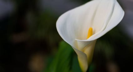 Así puedes cultivar tu cuna de Moisés o lirio de paz en agua para decorar la casa