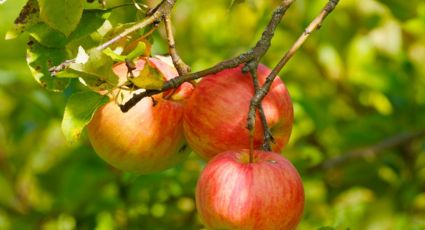 Conoce el ingrediente de cocina que mejorará el crecimiento de tus árboles frutales