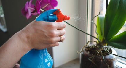 Una cucharadita de este lácteo bastará para revitalizar tus orquídeas en poco tiempo