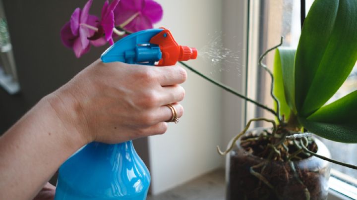 Una cucharadita de este lácteo bastará para revitalizar tus orquídeas en poco tiempo