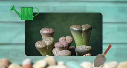 Lithops: Conoce los cuidados básicos del cactus piedra y cómo usarlos para decorar tu casa