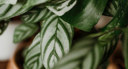 Calatheas: ¿Cómo recuperar las plantas dañadas por el exceso de agua?