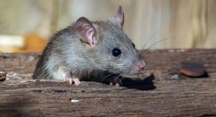 Haz el veneno casero MÁS EFECTIVO para eliminar ratas con bicarbonato de sodio