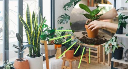 ¿Te gustan las plantas de interior enormes? Hazlas crecer con un truco de jardinería súper fácil