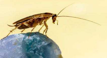 El truco para encontrar nidos de cucaracha en tu hogar y eliminarlas para siempre