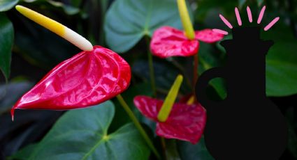 Jardinería: Combate la plaga de piojo rojo en tus anturios con un chorrito de este ingrediente