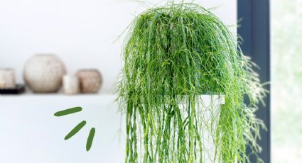 Rhipsalis: El cactus colgante y sin espinas que se convertirá en tu planta de interior favorita