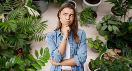 Feng Shui: NO coloques plantas en estos lugares de tu hogar para evitar la mala suerte