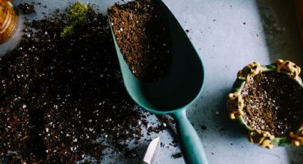 El ingrediente de cocina que nutre el sustrato de tus plantas de interior para que crezcan RÁPIDO