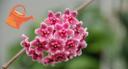 Flor de cera: La planta de interior que aromatiza tu cocina naturalmente