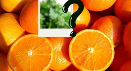 La popular planta aromática de España que tiene MÁS vitamina C que la naranja