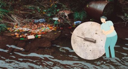 El gusano cola de rata que se encuentra en el agua de los desagües y es peligroso