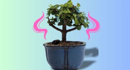 Árbol de jade: Conoce los beneficios que tiene aromatizar tu casa con Crassula ovata