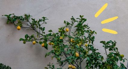 Limonero en maceta: el abono ideal para que debes aplicar para tener frutos todo el año