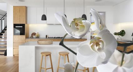 Feng Shui: ¿Dónde debes colocar tu ORQUÍDEA en la cocina para atraer dinero?