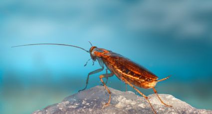 Así puedes evitar que las cucarachas se instalen en tu casa mientras estás de vacaciones