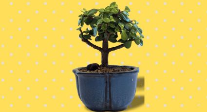 Árbol de jade: Revive tu planta interior en poco tiempo con un ingrediente de cocina