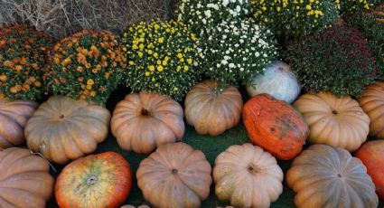 5 plantas que puedes cultivar en maceta para hacer un jardín comestible