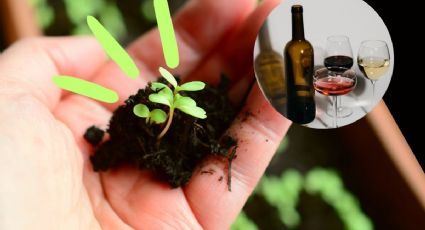 Reutiliza tus botellas de vino vacías para el cuidado de tus plantas de interior o exterior