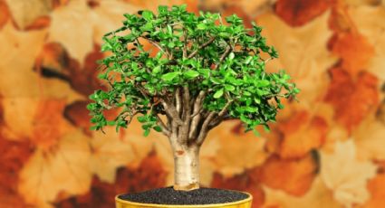 ¿Cómo cuidar el árbol de jade en otoño? Sigue esta guía de cuidados para mantenerlo sano