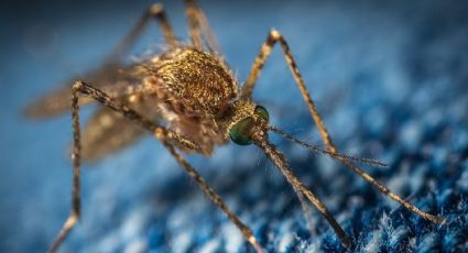 Haz un repelente casero para mosquitos con 1 ingrediente de cocina