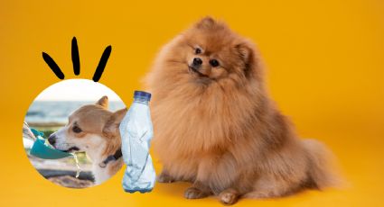 ¿Cómo hacer un bebedero automático para mascotas con botellas de plástico?