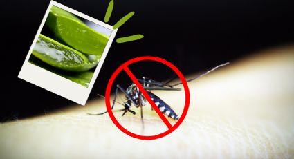 Prevén las picaduras de mosquito con esta crema repelente de Aloe Vera