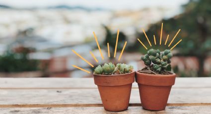 Truco de jardinería: ¿Cómo identificar un mal sustrato para las plantas?