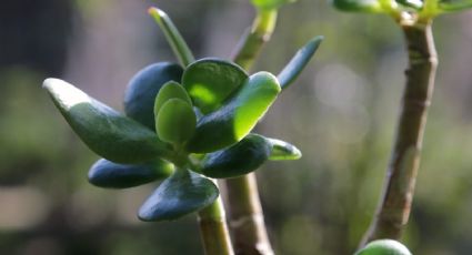 Feng Shui: ¿Dónde colocar el árbol de jade si quieres tener buena salud?