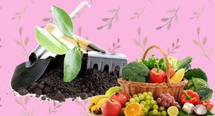 Compost: ¿Cómo usar la basura orgánica para hacer el mejor abono orgánico líquido para las plantas?