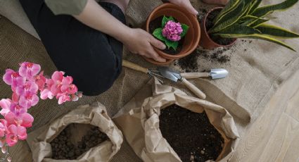 Jardinería: Crea tu propio sustrato CASERO para orquídeas, hortensias y otras plantas de interior