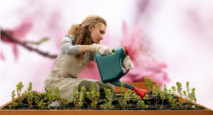 Huerto en casa: Cultiva tu propio cerezo en maceta con este sencillo truco casero