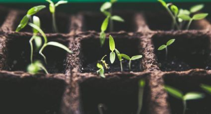 ¿Tienes semilleros en tu huerto? Haz el mejor sustrato casero para que tus plantas crezcan MÁS rápido