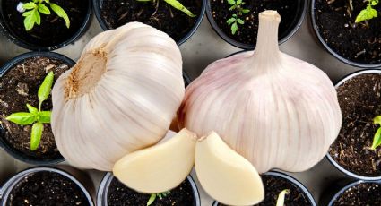 Huerto casero: Este es el nuevo método para cultivar tus propios ajos fácilmente