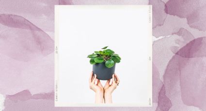 Pilea Peperomioides: Conoce los mejores cuidados para tu planta del dinero en agua