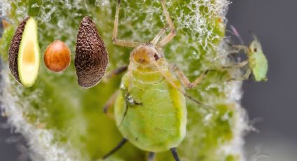 Insecticida casero: Elimina los pulgones y cochinillas de tus plantas con solo 2 ingredientes