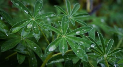 Truco de jardinería: Protege tus plantas de la lluvia reutilizando los bidones de agua