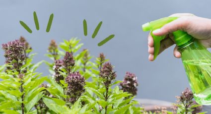 Súper fertilizante: Prepara el mejor abono casero para tus plantas usando tan solo 1 legumbre