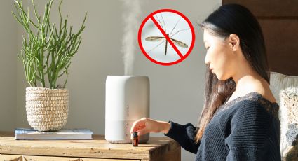 Día con el dengue: Evita la picadura del mosquito con los aceites esenciales más efectivos