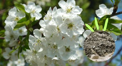 ¡No deseches la ceniza de tu parrilla! Mejor aprovéchalas para nutrir tu jardín