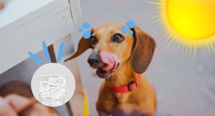 Refresca a tu perro durante la ola de calor con este cuenco de hielo y fruta