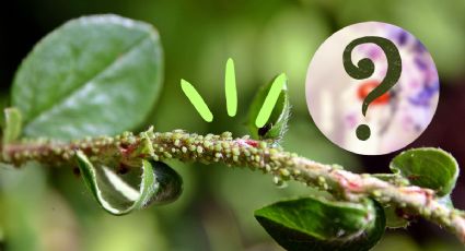 ¿Cómo eliminar la cochinilla algodonosa de tu jardín con un bicho?